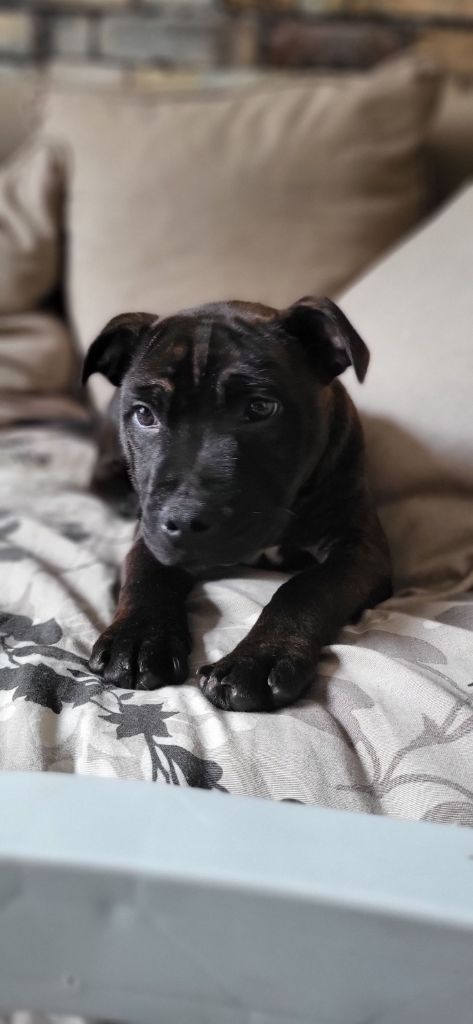 Ghost Of Midnight - Chiot disponible  - Staffordshire Bull Terrier