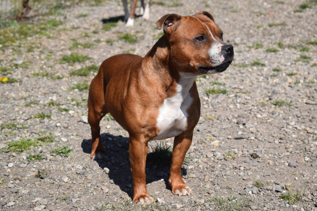 Meggie du grand Molosse