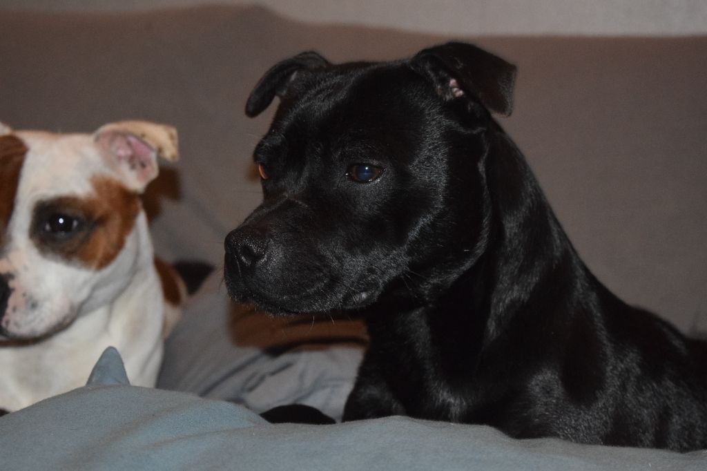 Dimteamdogz Peppa