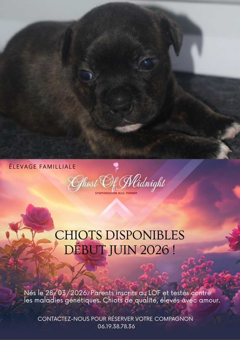 Ghost Of Midnight - Chiots disponibles - Staffordshire Bull Terrier