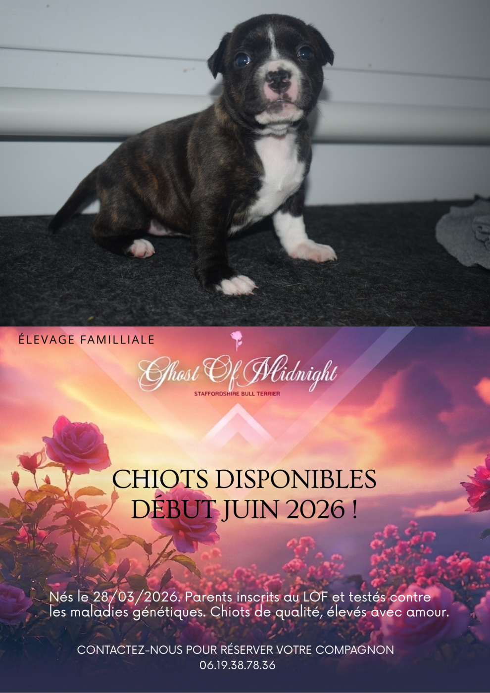 Ghost Of Midnight - Chiots disponibles - Staffordshire Bull Terrier