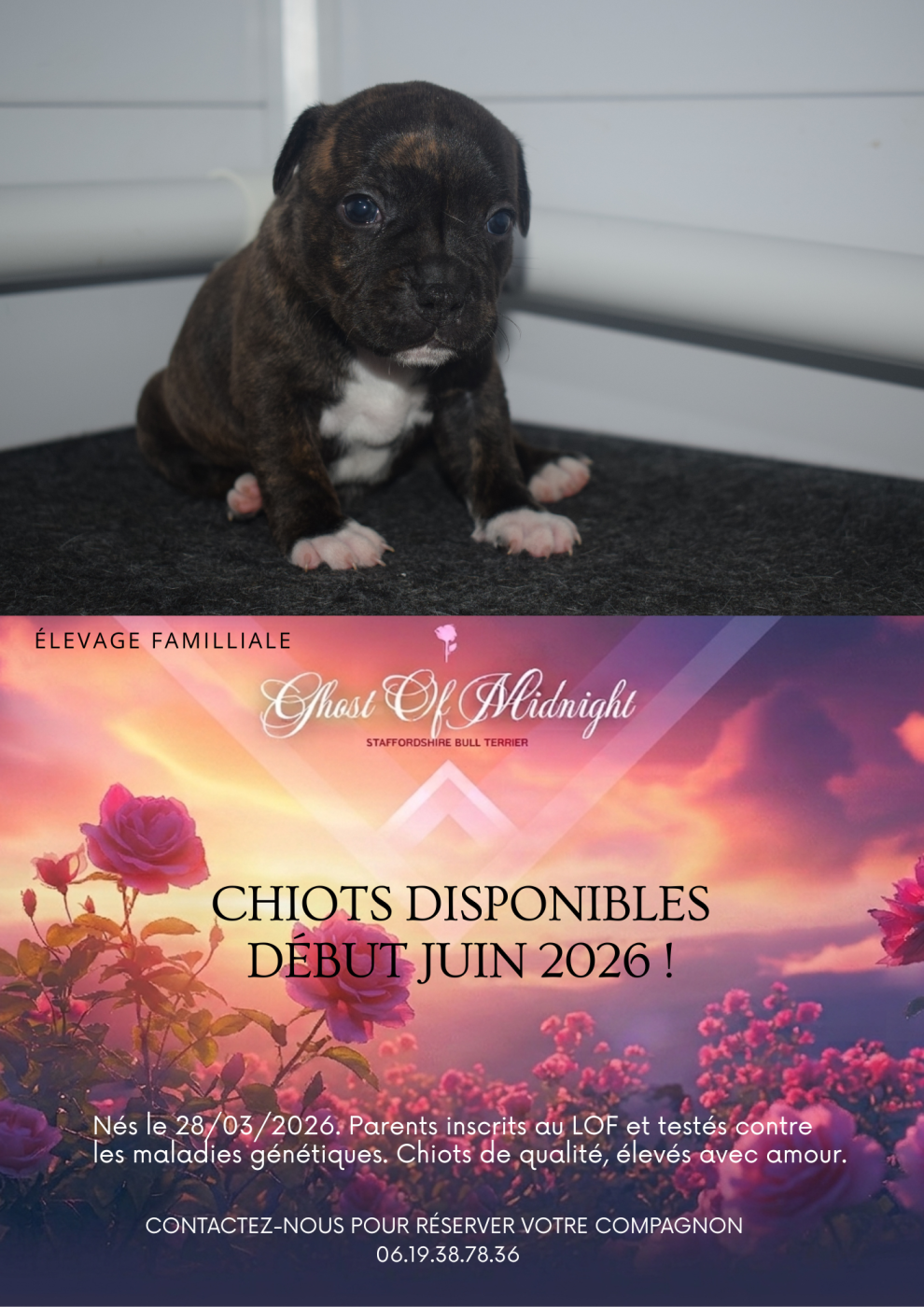 Ghost Of Midnight - Chiots disponibles - Staffordshire Bull Terrier