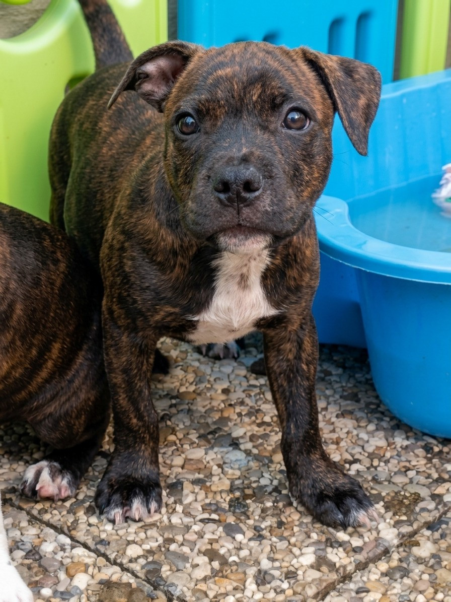 Ghost Of Midnight - Chiots disponibles - Staffordshire Bull Terrier